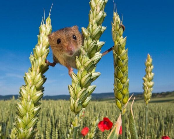 Фотоподборка. Полевые мыши